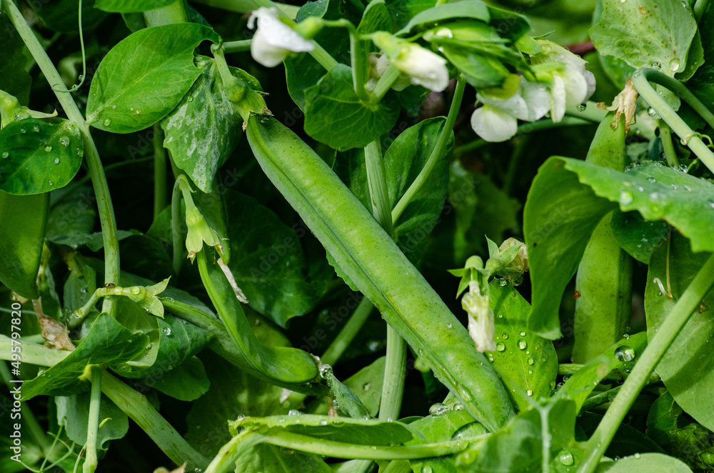 green pea pod with white flowers on green stems