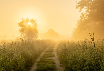 Fototapete Honigfarbe Faszinierender Blick auf die grüne Wiese bei Sonnenuntergang an einem nebligen Tag im Amsterdamer Wald, Amstelveen  © Koen Boelrijk/Wirestock Creators