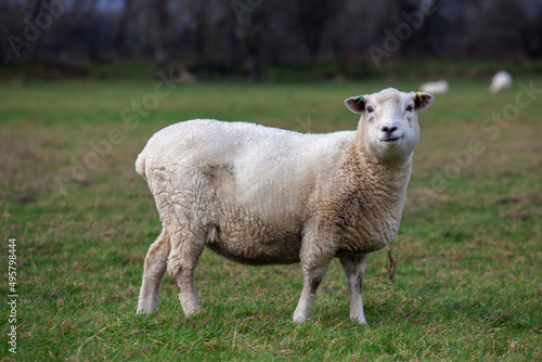 A sheep in the field in England