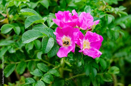 bug in pink flowers