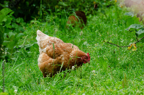 brown chicken in the green garden © U915 Figurines