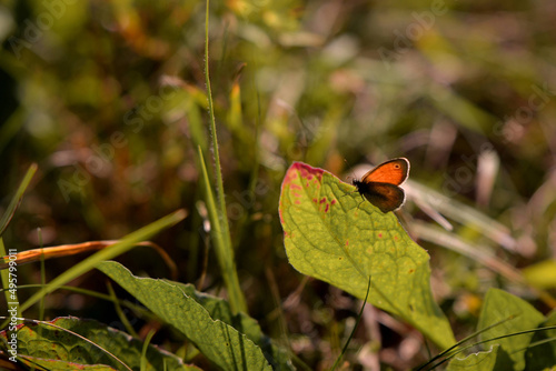 Selective focus shot of a Sennitsa butterfly on a plant photo