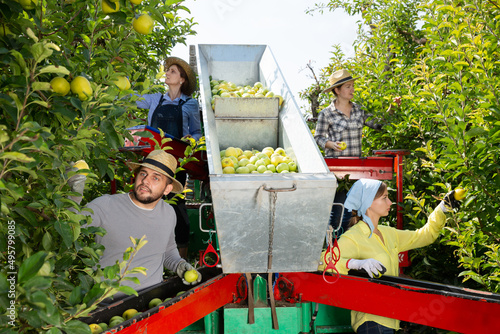 Team of workers harvest apples from trees in a sorting platform. High quality photo