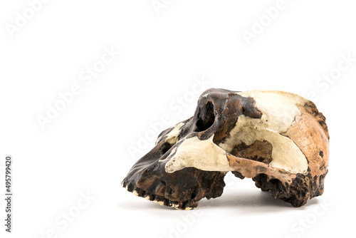 skull of prehistoric man, Skull of hominids or australopithecus isolated on white background with space for text