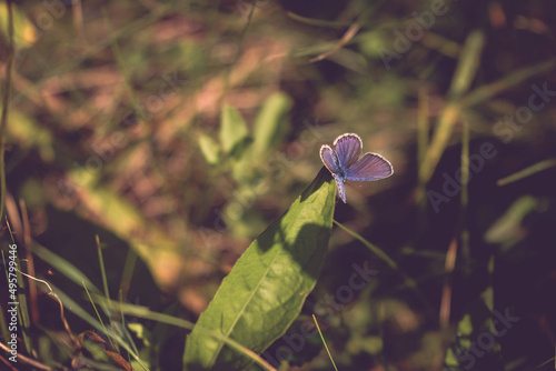 Selective focus shot of a blueberry butterfly on a leaf photo