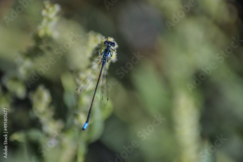 Black & Blue Dragonfly