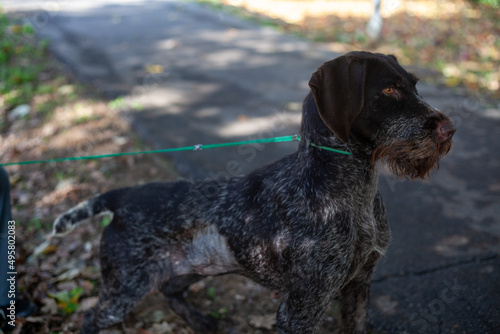 Fluffy brown German Wirehaired Pointer dog in the park photo