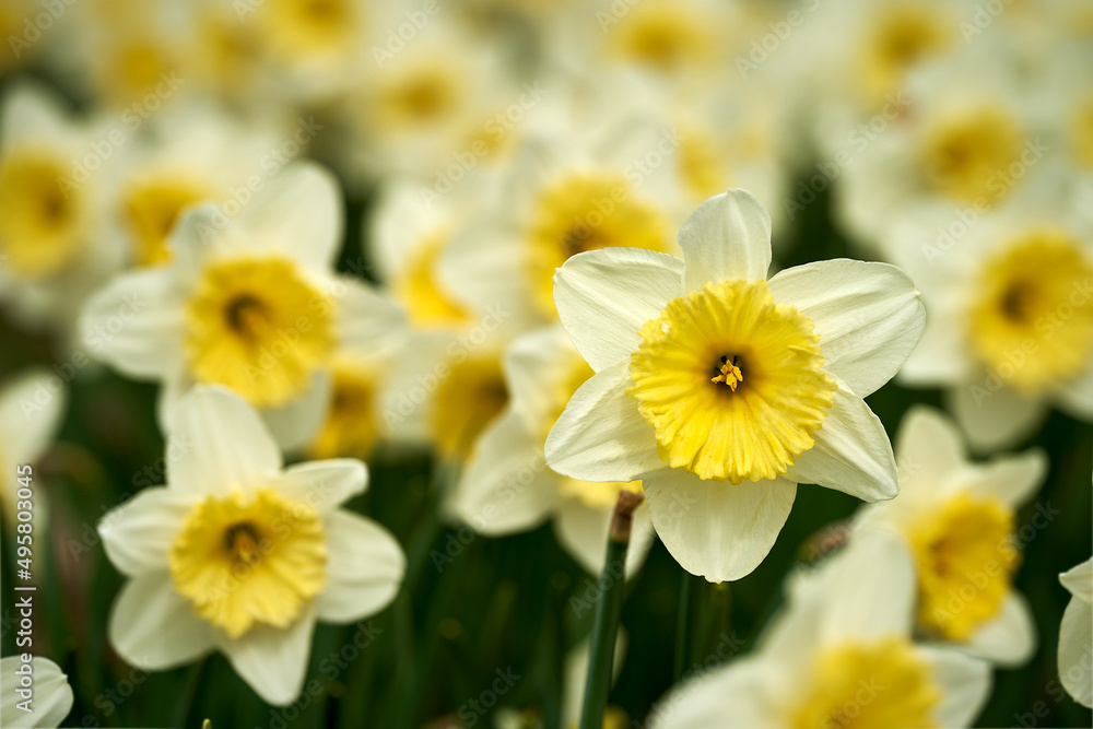 beautiful yellow daffodils in the light of the spring sun beautiful yellow daffodils in the light of the spring sun