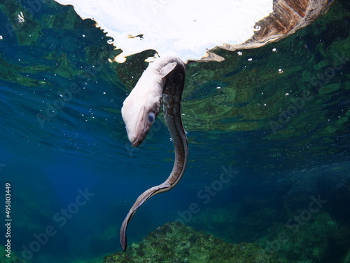 dead eel fish on the surface of water underwater ocean pollution