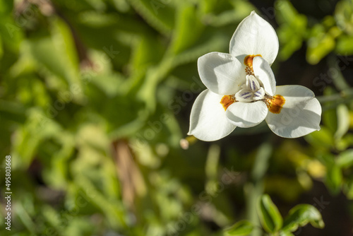 Fototapeta Naklejka Na Ścianę i Meble -  beautiful white iris flower at sunrise