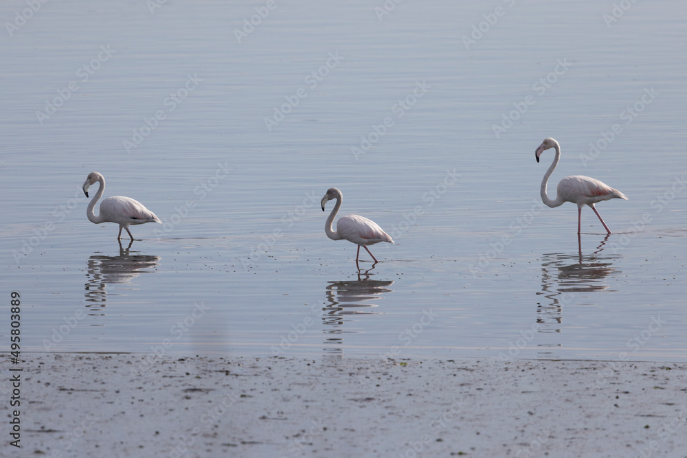 three flamingos look for food in the water