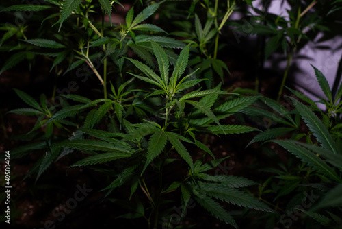 Photos Indoor marijuana plantation of the amnesia haze type