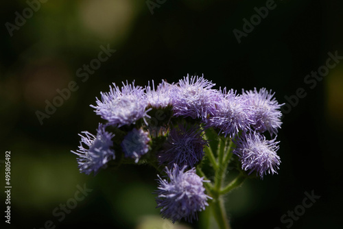 Closeup shot of purple whiteweed flowers photo