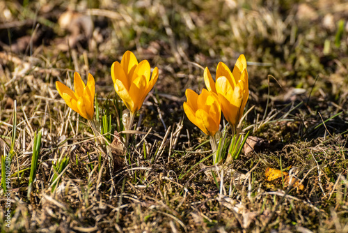 Crocus flavus, known as yellow crocus