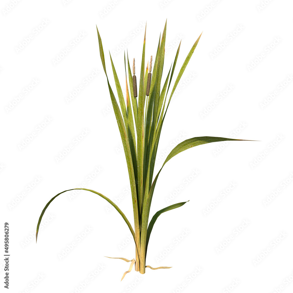 Front view of Plant (bulrush reedmace reed cattail punks 3) Tree white background 3D Rendering Ilustracion 3D	