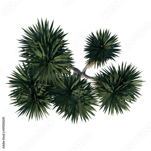 Top view of Plant  Giant yucca Yucca Guatemalensis 1  Tree white background 3D Rendering Ilustracion 3D 