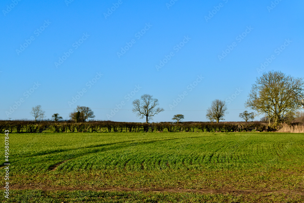 Spring field and bare trees  against blue sky, Coombe Abbey, West Midlands, England, UK