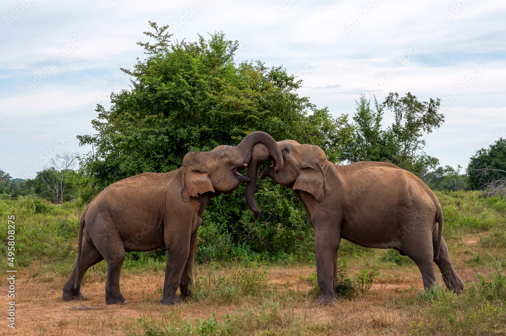 Fighting Asian elephants or elephas maximus in wild jungle