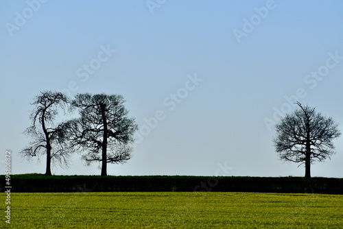 Silhouettes of trees in the field against clear blue sky, Coombe Abbey, West Midlands, England, UK photo