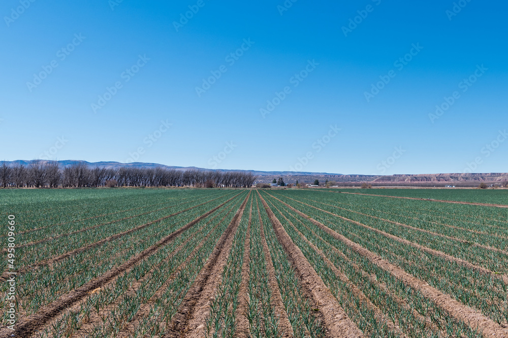 Agriculture farm scene of a crop of onions growing in rows in a field in New Mexico