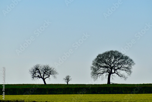 Silhouettes of trees in the field against clear blue sky, Coombe Abbey, West Midlands, England, UK photo