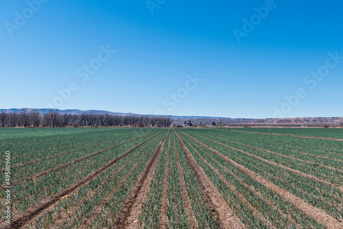 Agriculture farm scene of a crop of onions growing in rows in a field in New Mexico © Jim Ekstrand