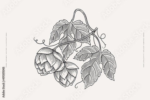 Branches, cones, hop leaves on a light isolated background. Engraving style. Botanical vector illustration. Label design element, packaging of organic cosmetics, craft beer.