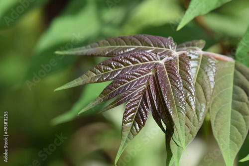 Closeup shot of redvein maple leaves photo