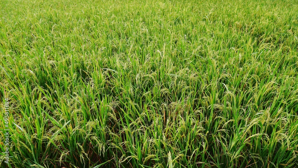 green rice field. beautiful nature landscape green rice field. beautiful nature landscape