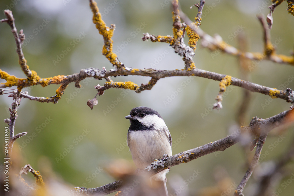 A small bird sitting on a branch A small bird sitting on a branch