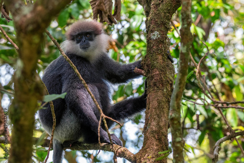 Purple-faced langur or Semnopithecus vetulus in the jungle
