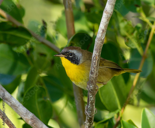 A male common yellowthroat warbler perched on a dead limb in the mangroves.  photo