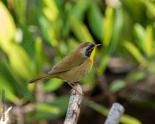 A male common yellowthroat warbler perched on a dead stick in a mangrove swamp.  photo