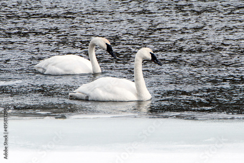 Two trumpeter swans floating on the water, Cygnus Buccinator, on the Yellowstone river. photo