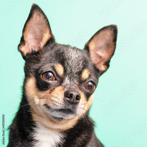 Chihuahua dog tricolor on a green background. Pet, animal.