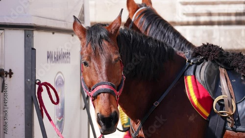1 police horses are looking at the camera