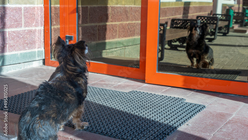 Stray dog looks at his reflection in glass door on the street. A dog waiting for its owner near the glassy door. Sunny day.