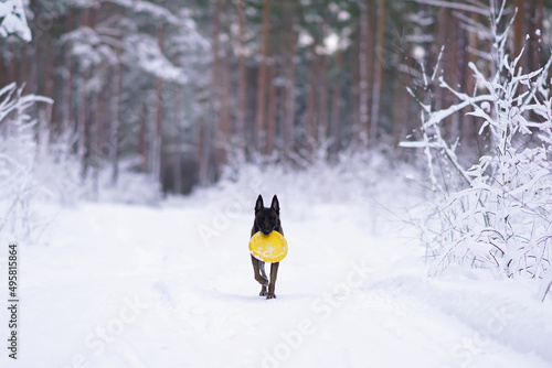 Active Belgian Shepherd dog Malinois walking outdoors on a snow holding a yellow flying disc in its mouth in winter