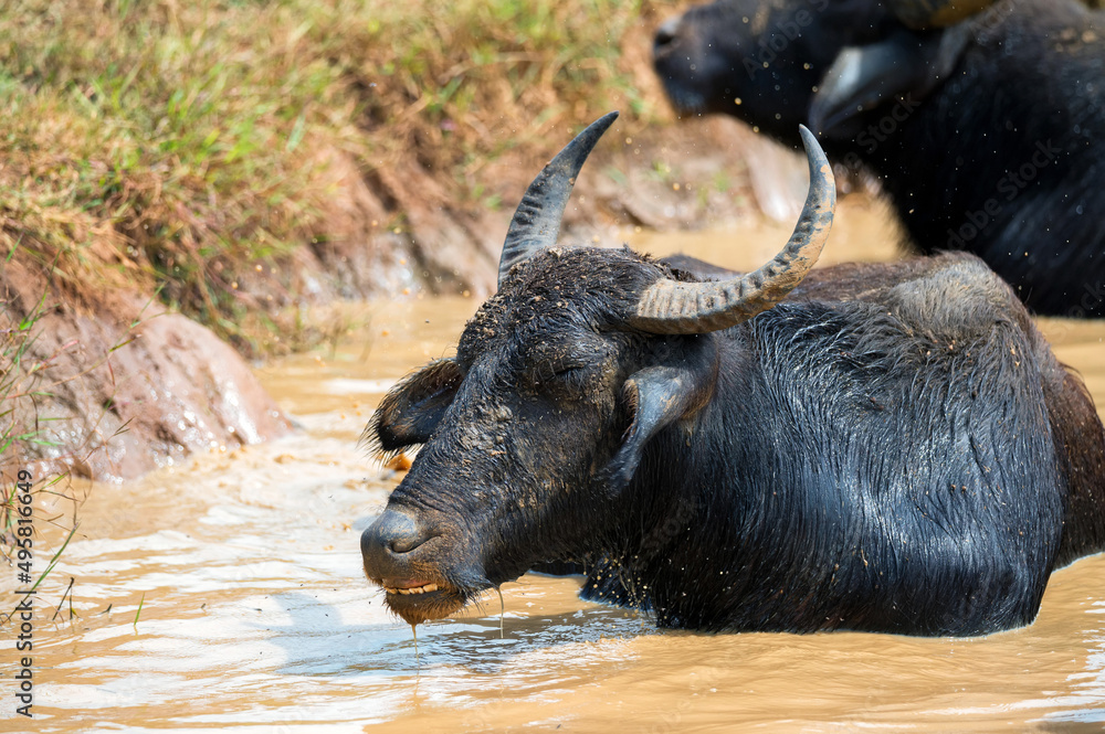 Asian water buffalo or Bubbalus bubbalis in mud Asian water buffalo or Bubbalus bubbalis in mud