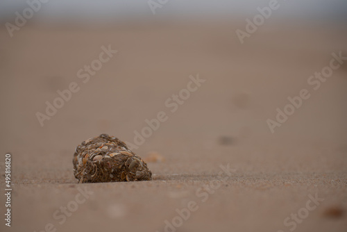 Strandgut Steine Holz Muscheln Atlantik Playa de la Antilla bei Islantilla Huelva Spanien