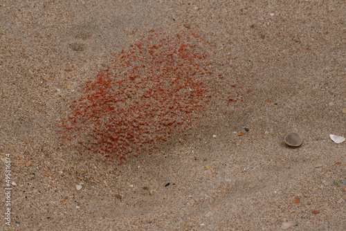 Strandgut Steine Holz Muscheln Atlantik Playa de la Antilla bei Islantilla Huelva Spanien photo