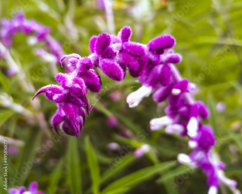 Flor morada intensa con pequeños vellos suaves, con una pequeña telaraña creciendo sobre ella, en medio de un campo floreado