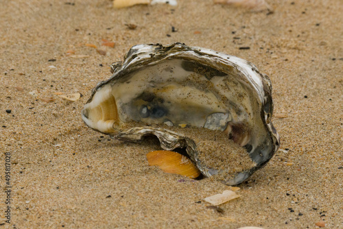 Strandgut Steine Holz Muscheln Atlantik Playa de la Antilla bei Islantilla Huelva Spanien photo