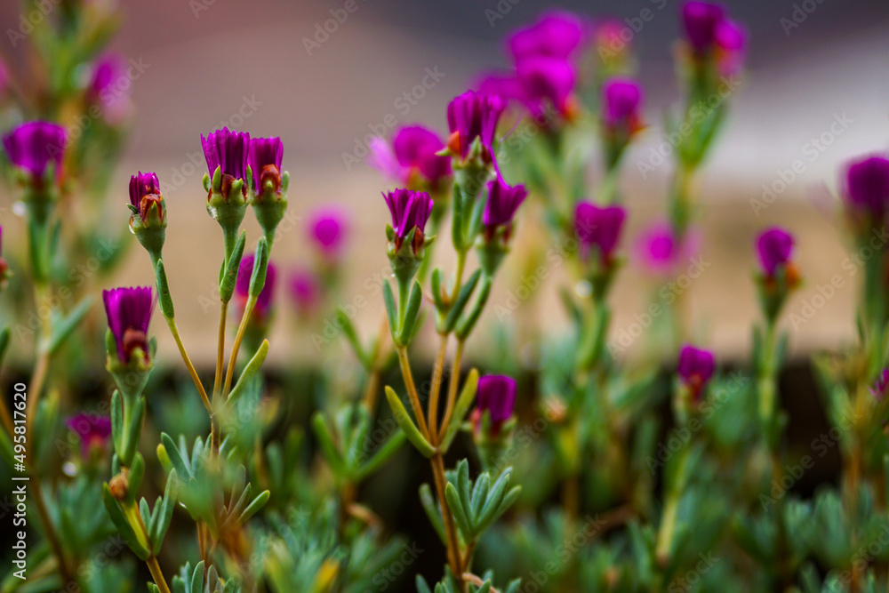 Fototapeta premium purple crocus flowers