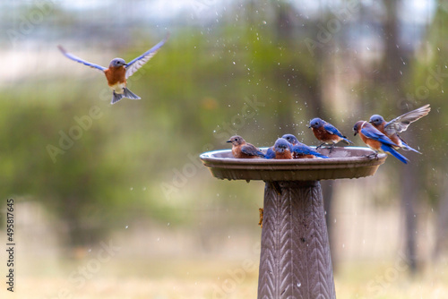 Photography Blue bird flying into bird bath