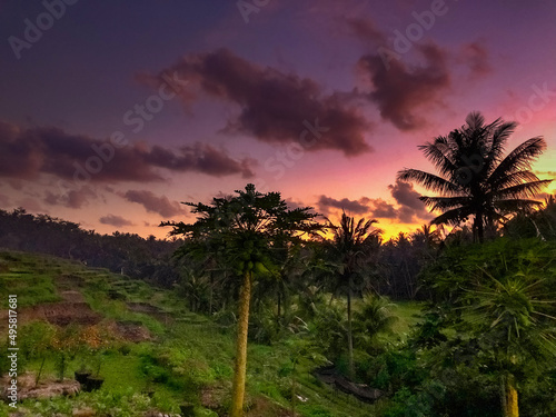 trees at sunset © Uur