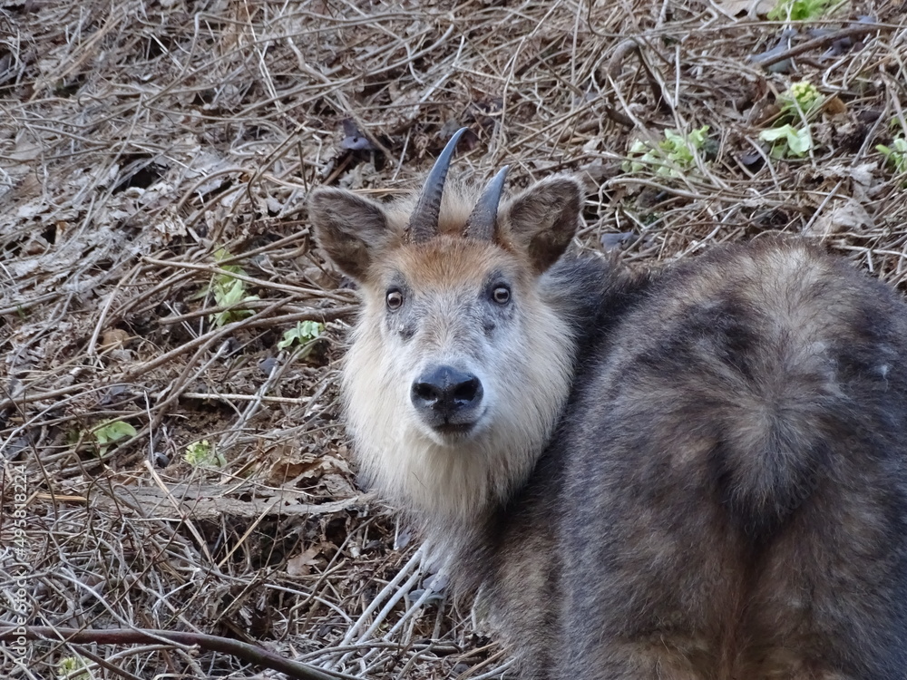 Fototapeta premium 二ホンカモシカ