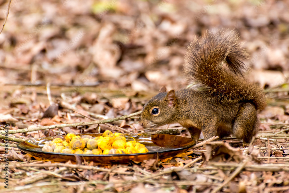 Squirrel smelling a plate with butia a Brazilian fruit.