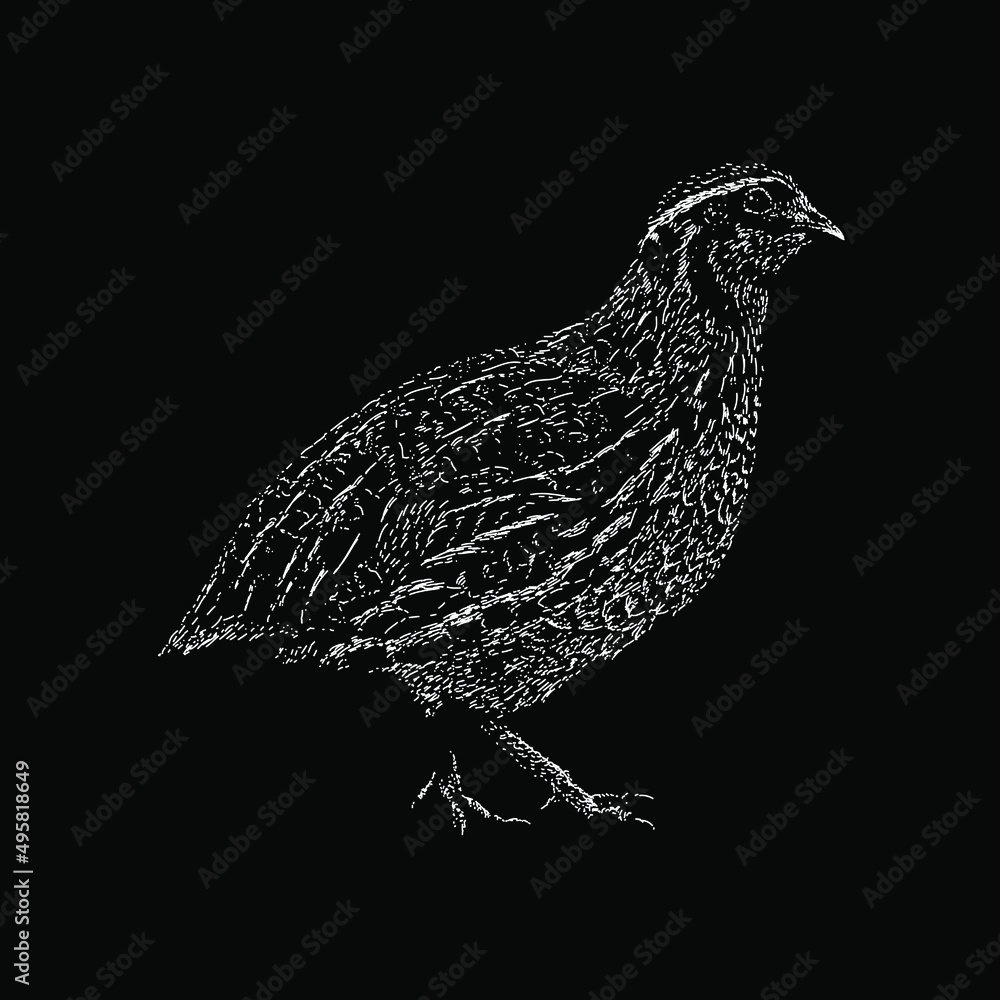 Fototapeta premium quail illustration isolated on black background
