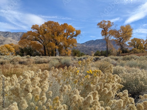 Wildflowers and Cottonwood Trees with Fall Foliage in the Owens Valley near Bishop, California